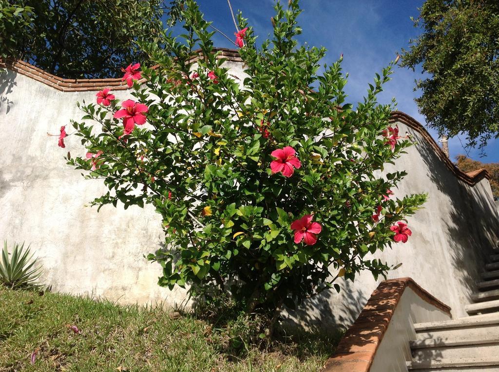 Hôtel Casa Flor De Mar à Zipolite Extérieur photo